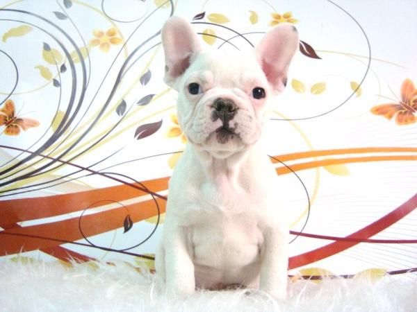 BULLDOG FRANCES CACHORRITOS CON PEDIGREE