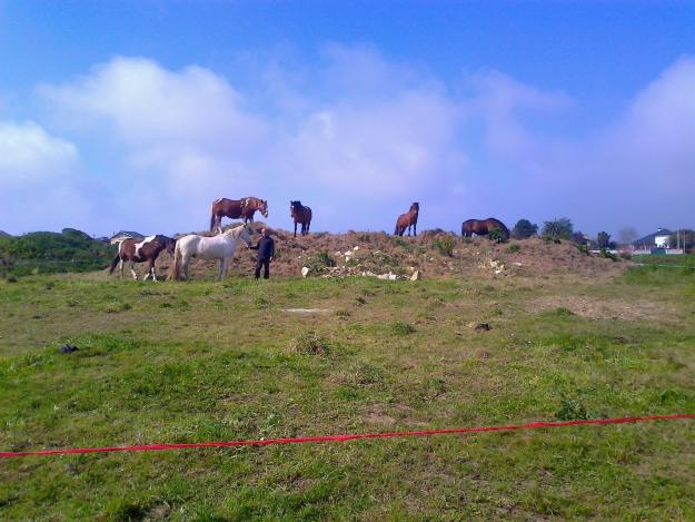 CABALLOS DE RUTA