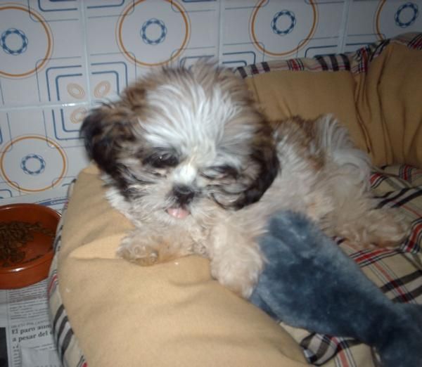 cachorro shih tzu tricolor