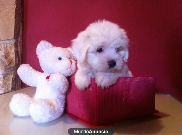 CACHORROS de BICHON MALTES con PEDIGREE (300 €)