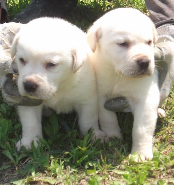 FANTASTICOS CACHORROS DE LABRADOR RETRIEVER CRIADORES PROFESIONALES