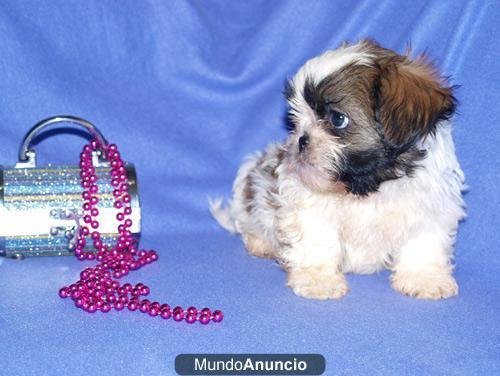 nuevos cachorros de shih tzu de 2 meses/