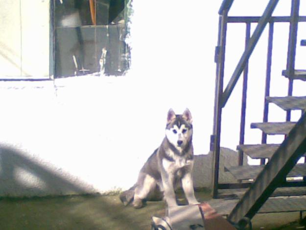 PORFAVOR QUE ALGUIEN ME REGALE UN CACHORRITO HUSKY