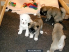 Preciosa akita inu cachorros - mejor precio | unprecio.es