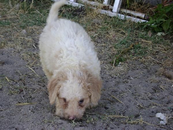 Preciosos Cachorros de perro de aguas Norte