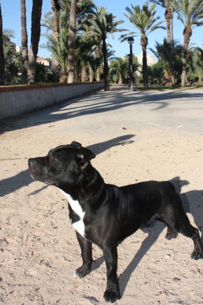 Staffordshire Bull Terrier, Macho para monta