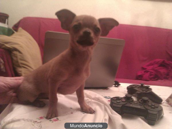 vendo cachorro chihuahua de pura raza muy pequeño 3 meses