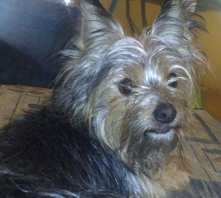 Yorkshire Terrier para monta