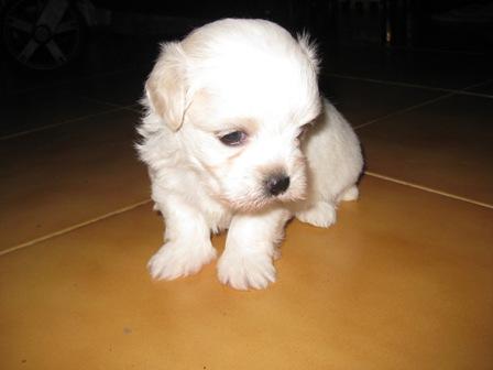 Bichon Maltes Toys