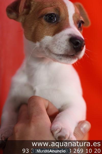 LINDOS JACK RUSSELL CACHORRITOS ! VEN A VERLOS Barcelona