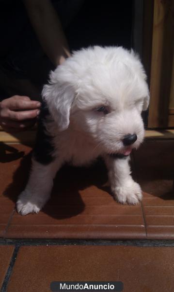 SE VENDE CACHORROS DE BOBTAIL CON PEDIGREE