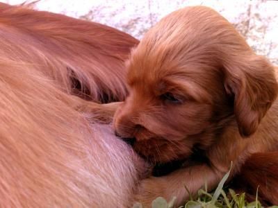 Vendo cachorros de setter irlandés