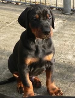 vendo doberman valencia