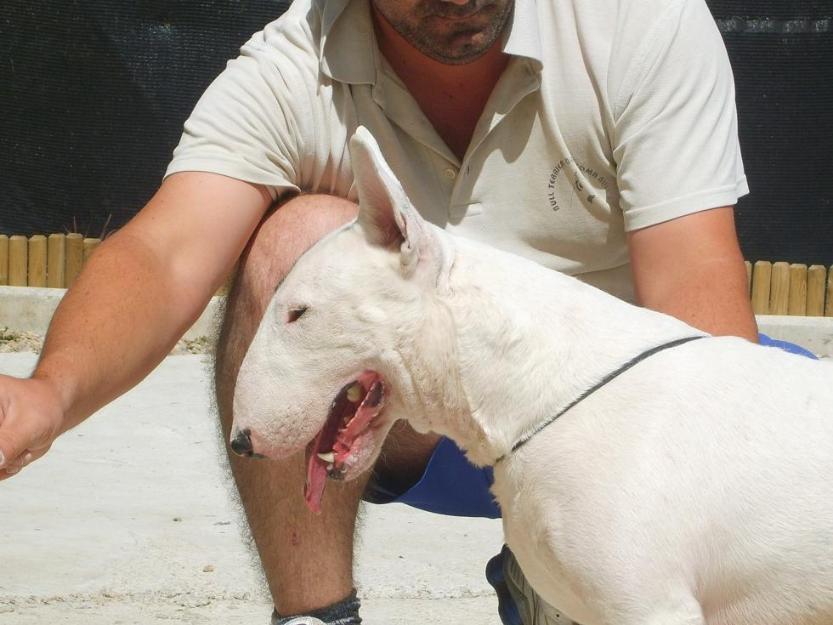 bullterrier linea kilacabar