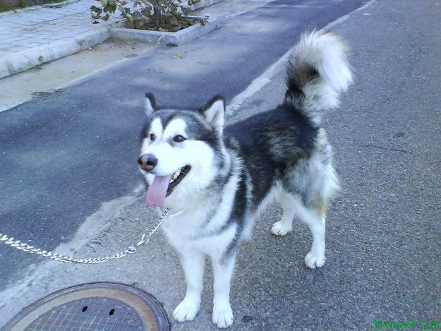 Busco Novia soy un alaska malamute de Pura raza con pedigri muy bueno