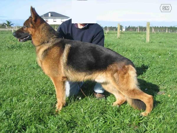 CACHORROS DE PASTOR ALEMAN