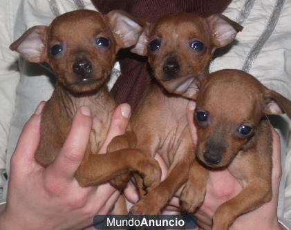 cachorros de Pincher miniatura, disponibles desde 350 euros