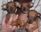 cachorros de Pincher miniatura, disponibles desde 350 euros - mejor precio | unprecio.es