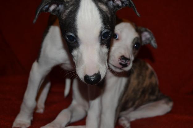 Camada Whippet