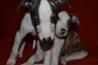 Camada Whippet - mejor precio | unprecio.es