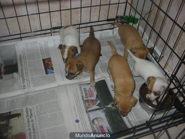 Chihuahuas minis-minis,varios colores,pedigree.