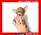 MIRA QUE CACHORROS DE CHIHUAHUA TOY, SOLO VENDEMOS CACHORROS DE CALIDAD 0U - mejor precio | unprecio.es