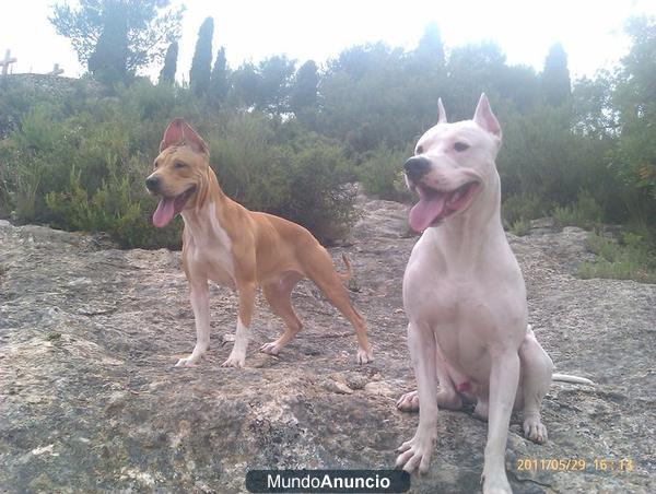 preciosa camada de pitbulls en castellon