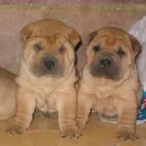 SHARPEI, CHOW CHOW, CANICHE TOY, YORKSHIRE TOY, COCKER INGLES, BULLDOG FRANCES E INGLES, BICHON MALTES, DALMATA, BEAGLE