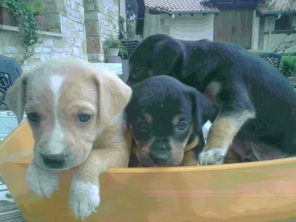 Urge Regalo cachorros