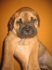 VENTA CACHORROS BULLMASTIFF ATIGRADOS Y LEONADOS - mejor precio | unprecio.es