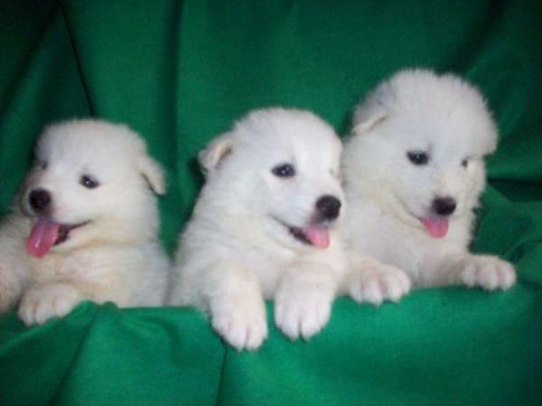 Cachorritos de samoyedo muy listos y juguetones son machos