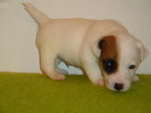 cachorro de jack russel terrier hembrita gran calidad pedigree RSCE