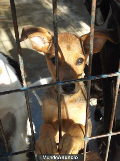 cachorro muy asustado en la perrera