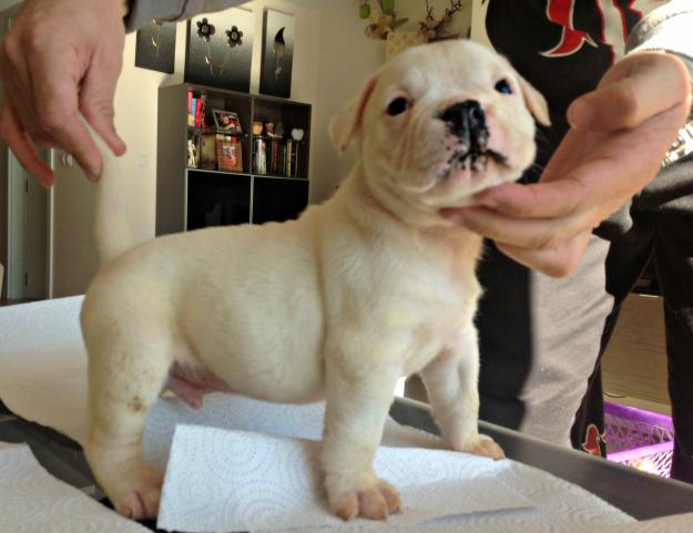 Cachorros de Bulldog Americano