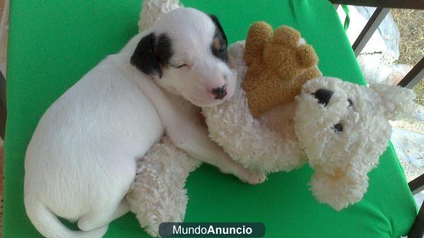 cachorros raza ratonero bodeguero andaluz