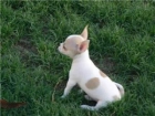 Chihuahua toy nacional con pedigree - mejor precio | unprecio.es