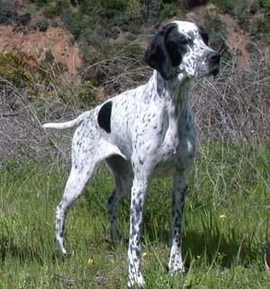 ENCONTRADA HEMBRA POINTER. Crtra Motril-Granada. 27/12/09