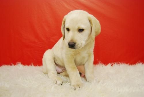 LABRADOR!! CACHORRINES ESPECTACULARES PARA TU HOGAR//2MESECINES//