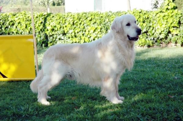 Preciosos cachorros golden retriever, pedigree