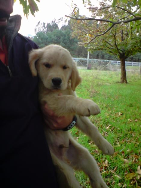 ULTIMOS 2 MACHOS GOLDEN RETRIEVER CON PEDIGREE