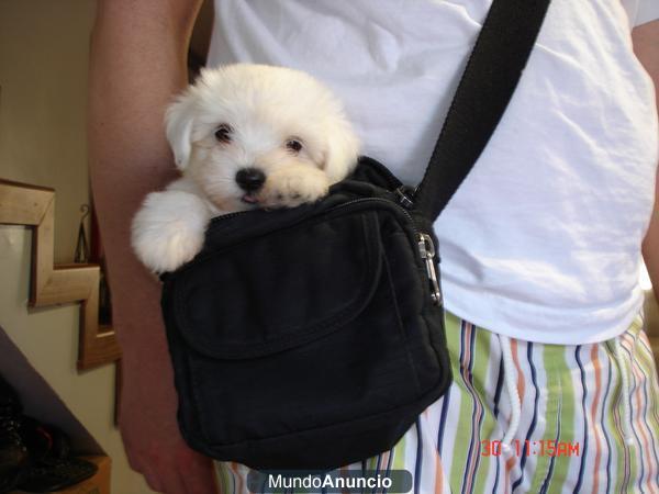 vendo BICHON MALTES CON PEDIGREE CAMADA DE 7