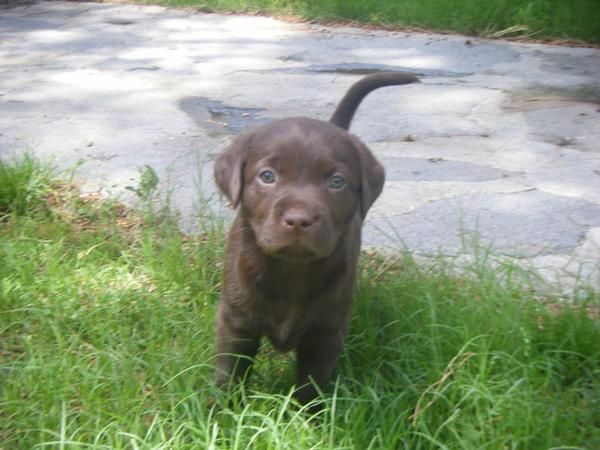 vendo camada de labrador chocolate