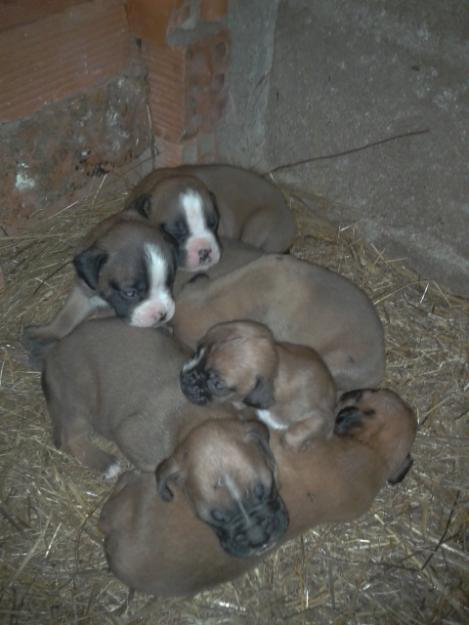 cachorros de boxer