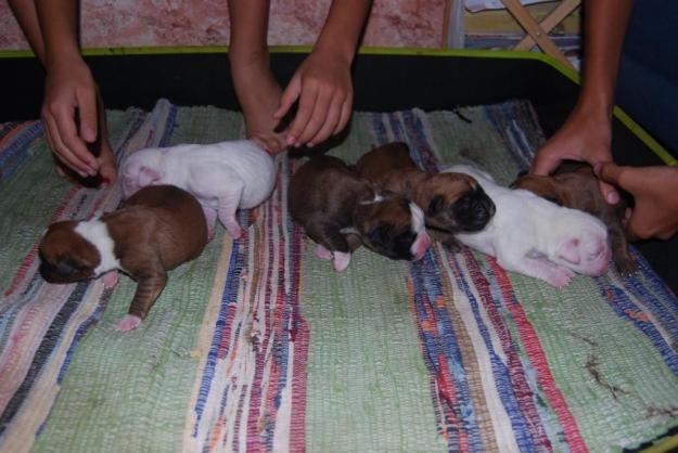 cachorros de boxer