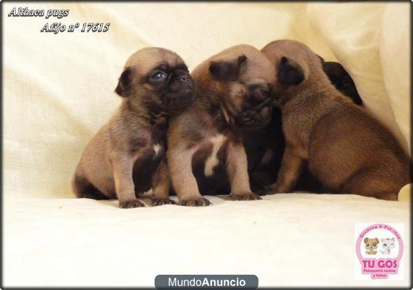 Cachorros de carlino macho LOE