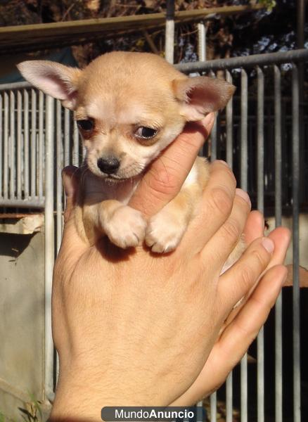 CHIHUAHUA CACHORROS 450€