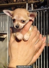 CHIHUAHUA CACHORROS 450€ - mejor precio | unprecio.es