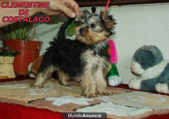 costa lago yorkshire terrier alta seleccion