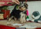 costa lago yorkshire terrier alta seleccion - mejor precio | unprecio.es