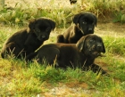 Ejemplares de Labrador Retriever inscritos en Loe , fotos reales , Máxima seriedad - mejor precio | unprecio.es